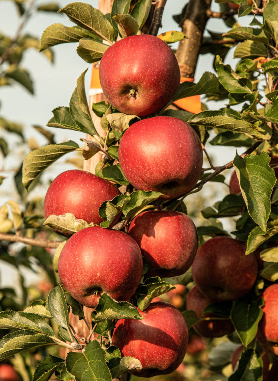 青森を代表する特産のりんご